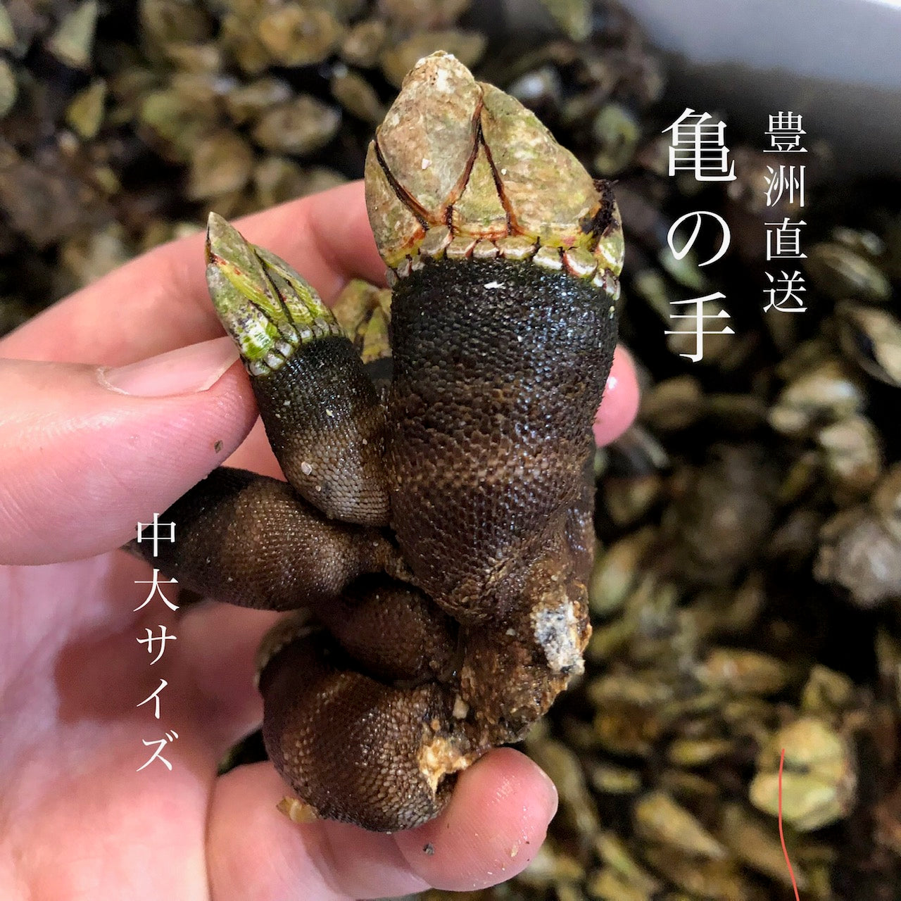 鮮魚通販［豊洲 Okawari 鮮魚店］生 亀の手 カメノテ 愛知 他 中~大サイズ 豊洲直送【亀の手】冷蔵 カメのテ – 豊洲おかわり鮮魚店