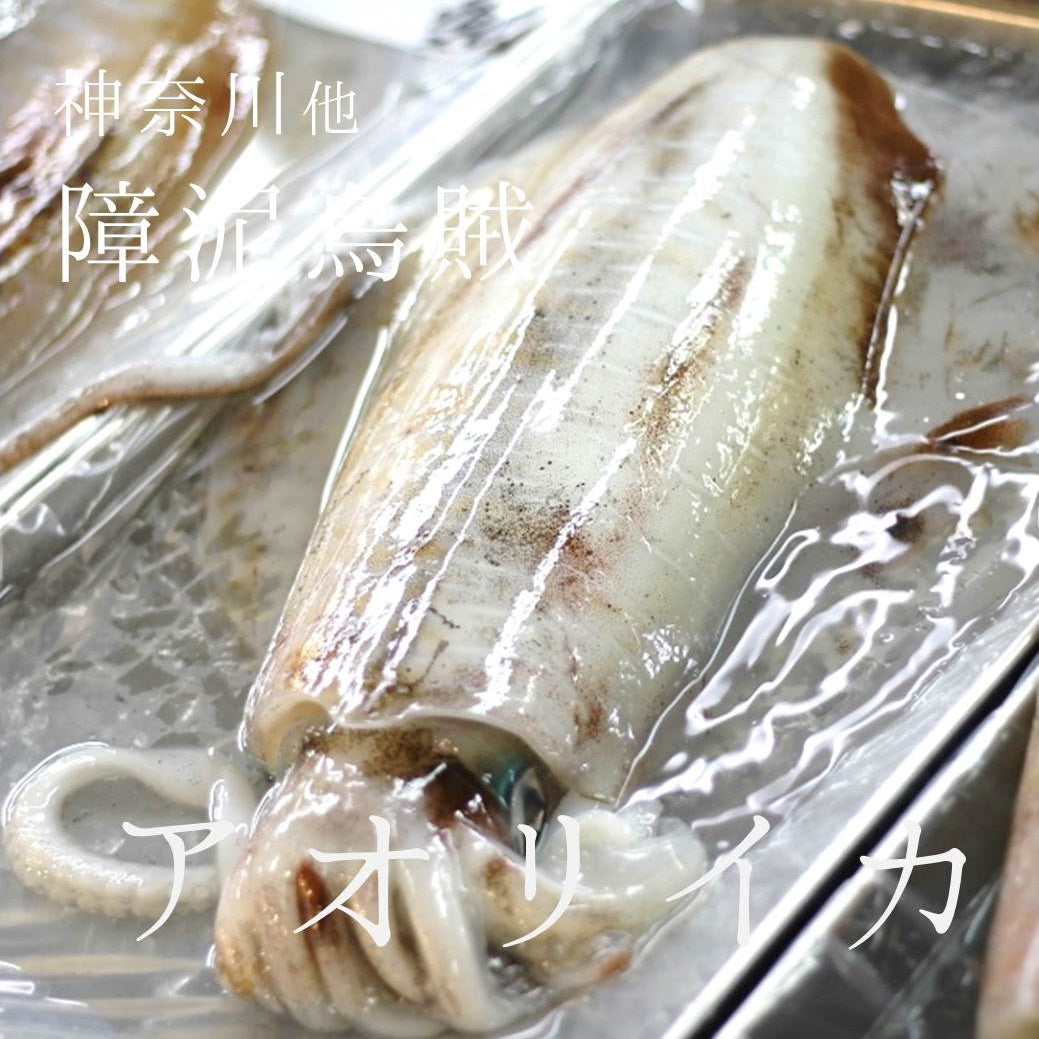 アオリイカ 約１キロ 神奈川 他 豊洲直送 鮮魚【アオリイカ１K】 冷蔵 – 豊洲おかわり鮮魚店