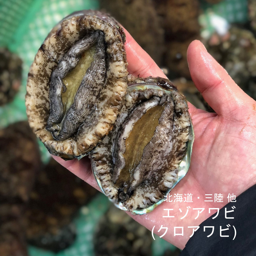 活 クロアワビ エゾアワビ 北海道 三陸 三重産 他 小/中サイズ 2個入（1個約100-130g）黒アワビ【蝦夷鮑100-13 –  豊洲おかわり鮮魚店