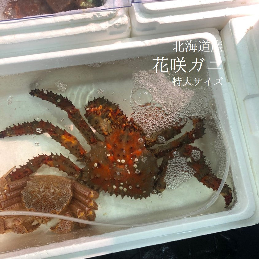 特大 活け 花咲蟹 北海道産 1.3-1.5kg サイズ 【花咲ガニ1.5キロ