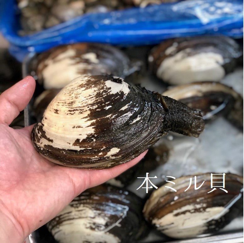 鮮魚通販［豊洲Okawari鮮魚店］本ミル貝 海松貝 みる貝 （1個約300