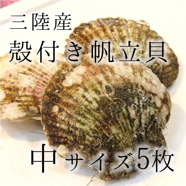 鮮魚通販［豊洲 Okawari 鮮魚店］活ホタテ 殻付きホタテ 中サイズ 海鮮