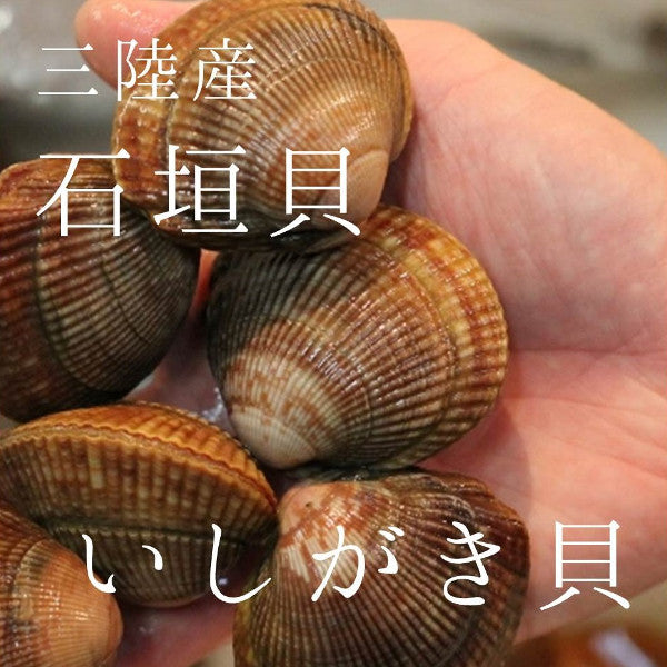 鮮魚通販［豊洲 Okawari鮮魚店］生 殻付き石垣貝 計1kg（約50～60g/ 1個） 三陸産 豊洲直送 エゾイシガキガイ イシガキ貝【石垣貝１K】  冷蔵 – 豊洲おかわり鮮魚店