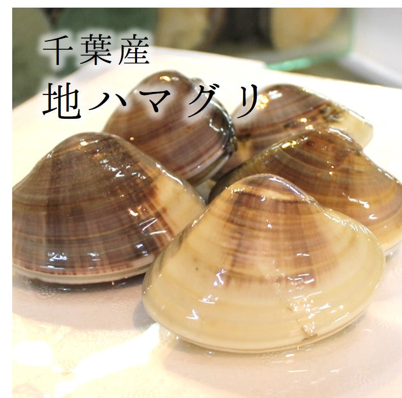 鮮魚通販［豊洲 Okawari 鮮魚店］天然 地はまぐり 生（活け）特大サイズ 千葉産 冷蔵 地ハマグリ 地蛤 – 豊洲おかわり鮮魚店