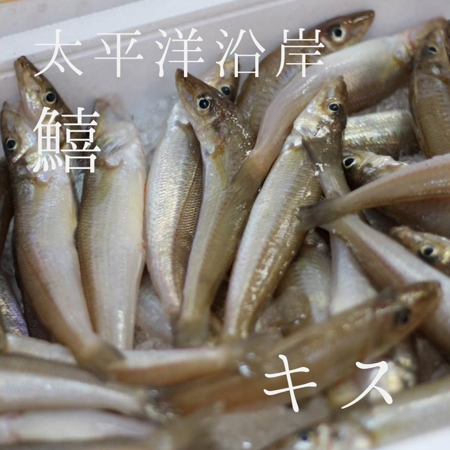 鮮魚通販［豊洲 Okawari 鮮魚店］生 キス（1尾50～60g）九州・江戸前産 他 鮮魚 冷蔵 豊洲直送 – 豊洲おかわり鮮魚店