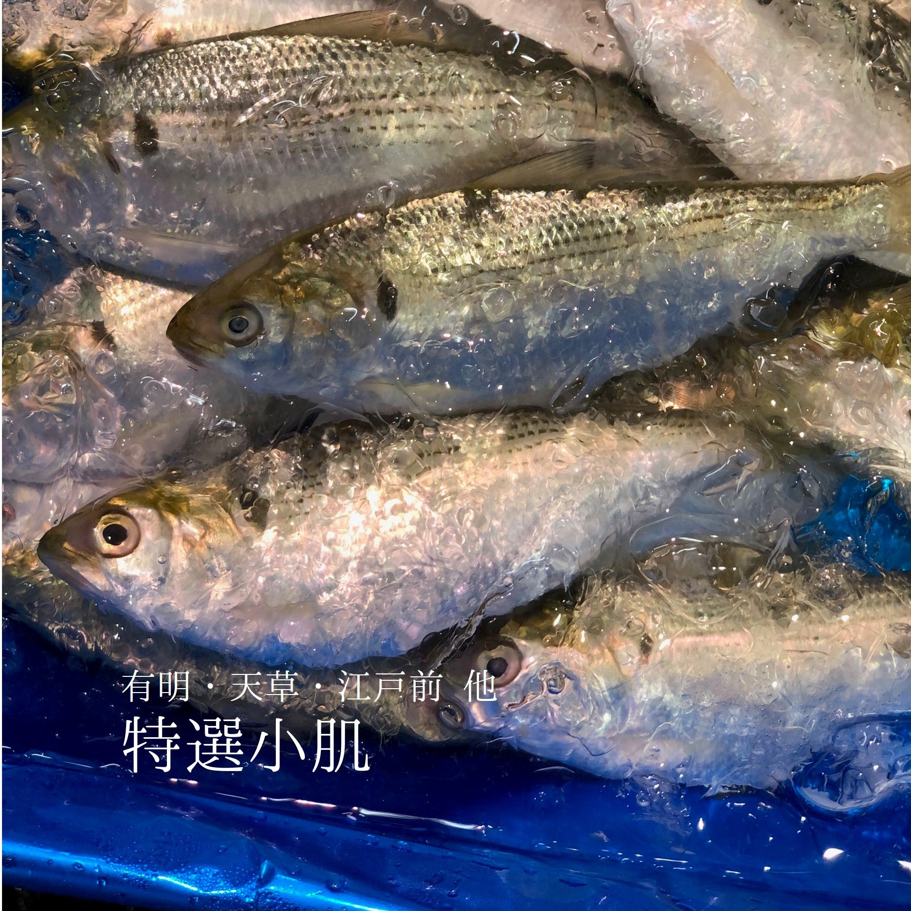 特選 小肌 こはだ 有明・天草・江戸前・大阪湾 他 約500g 鮮魚