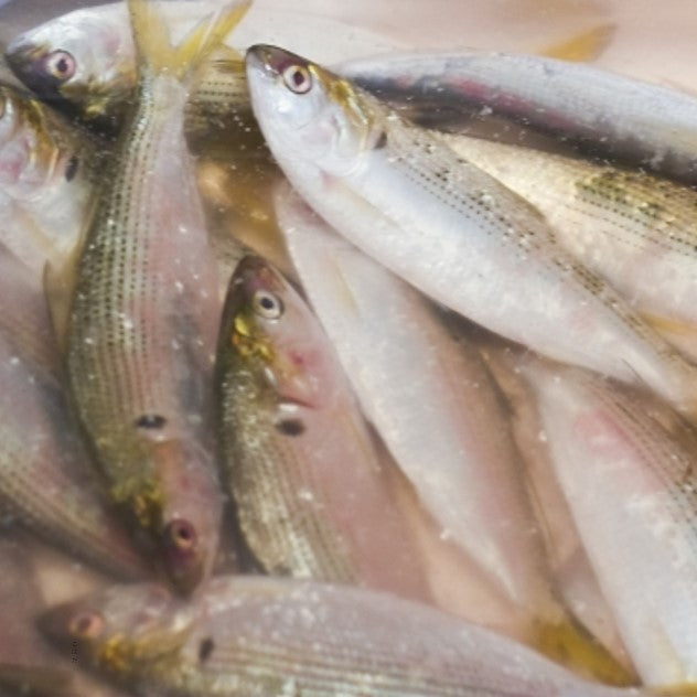 特選 小肌 こはだ 有明・天草・江戸前・大阪湾 他 約500g 鮮魚