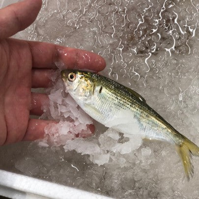 特選 小肌 こはだ 有明・天草・江戸前・大阪湾 他 約500g 鮮魚