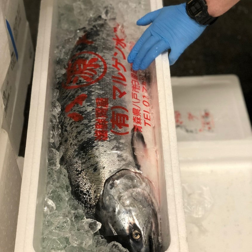 鮮魚通販［豊洲Okawari鮮魚店］マスノスケ 生 鱒之介 1尾5-6kg 北海道