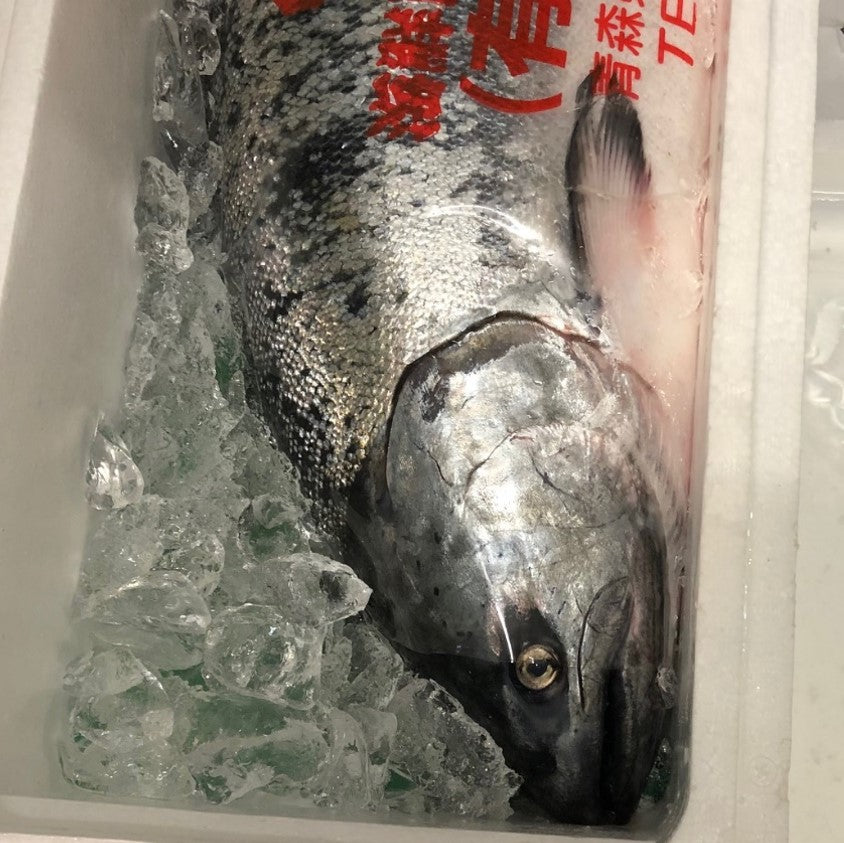 鮮魚通販［豊洲Okawari鮮魚店］マスノスケ 生 鱒之介 1尾5-6kg