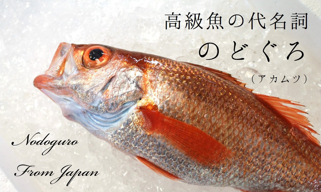 生 のどぐろ 喉黒 赤むつ 特大サイズ （豊洲直送）特大約700-800g 日本海産（鳥取・山口・島根他）アカムツ ギフト 鮮魚 刺身 ノド –  豊洲おかわり鮮魚店