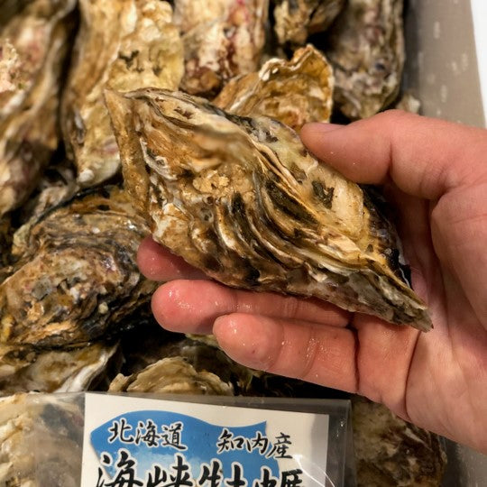 鮮魚通販［豊洲 Okawari 鮮魚店］殻付き牡蠣 生食用 北海道知内産 中/小サイズ 10個 北海道 真牡蠣 海峡牡蠣 豊洲直送【知内牡蠣ｘ１０個】  冷蔵 – 豊洲おかわり鮮魚店