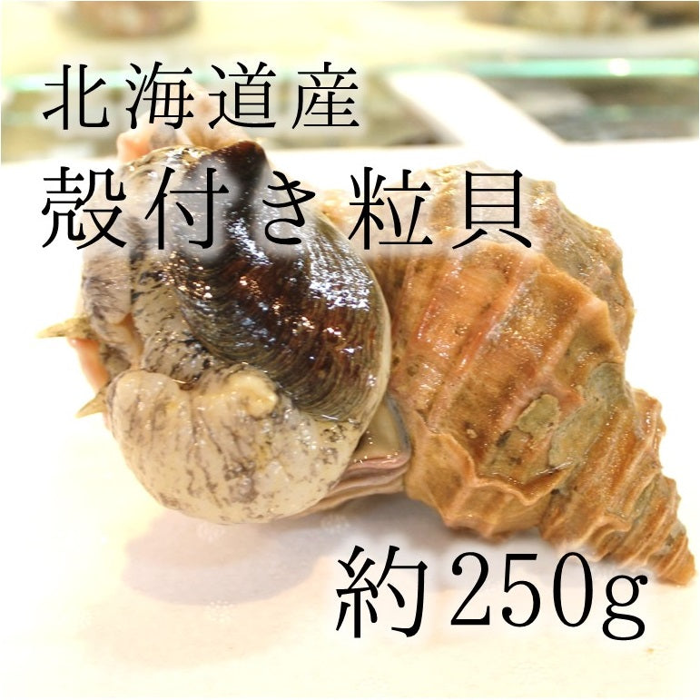 活けの殻付き真ツブ貝 北海道産 大サイズ 約250-300g/個 豊洲直送 高級