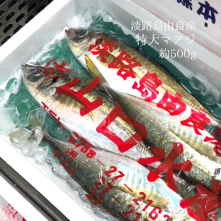 鮮魚通販［豊洲 Okawari 鮮魚店］特大 真アジ 淡路島由良産 1尾約