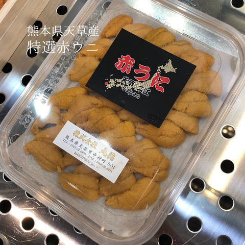 熊本県天草　特上アカウニ　豊洲 Okawari鮮魚店　鮮魚通販