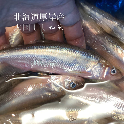 北海道産 生シシャモ