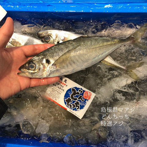 鮮魚通販［豊洲 Okawari鮮魚店］マアジ　どんちっち　島根県