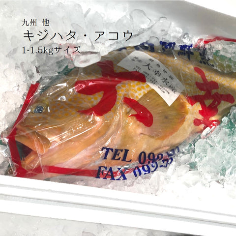 夏の高級魚キジハタ（アコウ）