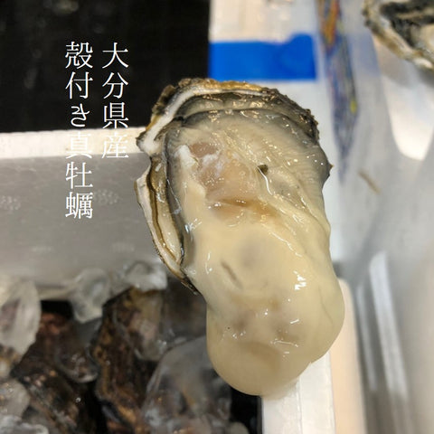 大入島　大分　真牡蠣　豊洲　Okawari鮮魚店