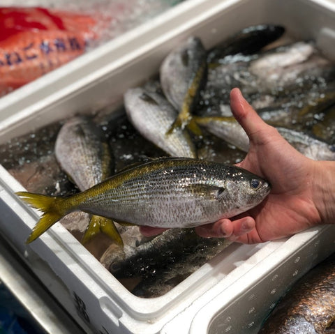 夏の高級魚　タカベ　式根島産