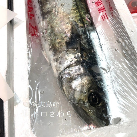 鮮魚通販　Okawari鮮魚店　答志島産　トロサワラ