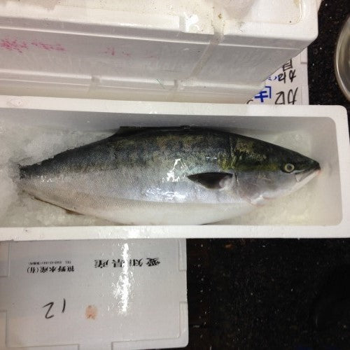 鮮魚通販［豊洲 Okawari鮮魚店］寒ブリ 天然ブリ 日本海産他（北海道・佐渡・九州・三重他）丸一本 約10-11kg 鮮魚 刺身 【寒ブリ 丸一本】豊洲直送 冷蔵 – 豊洲おかわり鮮魚店