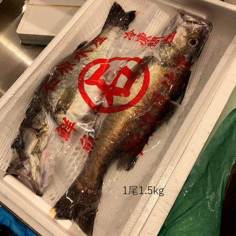 本アラ 超高級魚 幻の魚 石川・新潟 他 【ホンアラ】 冷蔵