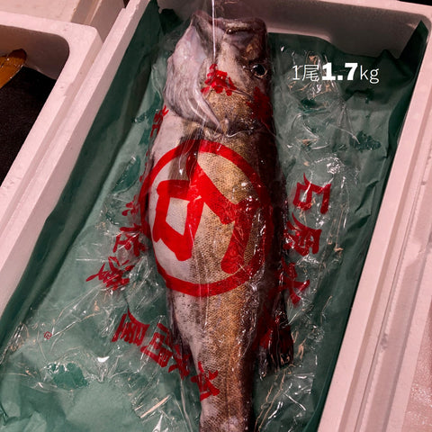 本アラ 超高級魚 幻の魚 石川・新潟 他 【ホンアラ】 冷蔵