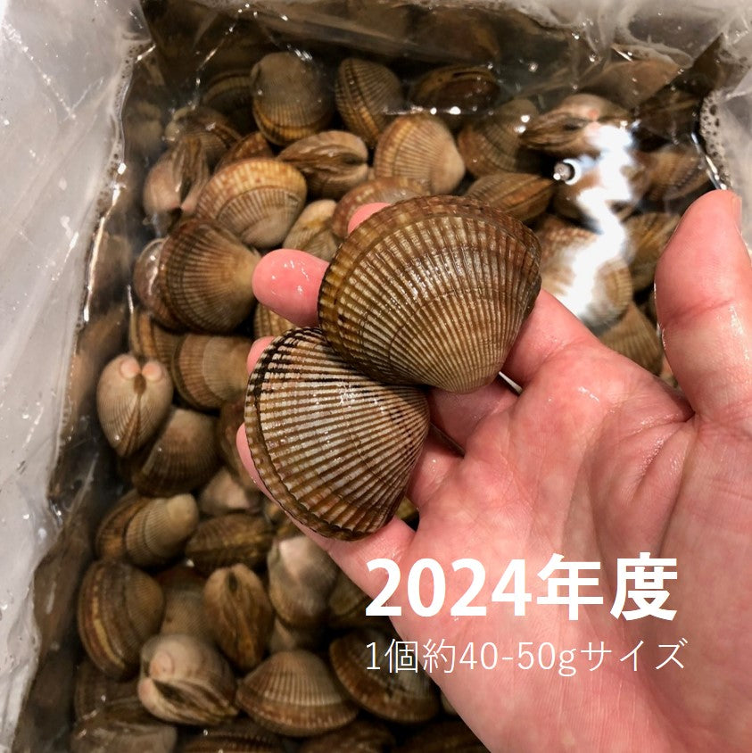 鮮魚通販［豊洲 Okawari鮮魚店］生 殻付き石垣貝 計1kg（約50～60g/ 1個） 三陸産 豊洲直送 エゾイシガキガイ イシガキ貝【石垣貝１K】  冷蔵 – 豊洲おかわり鮮魚店