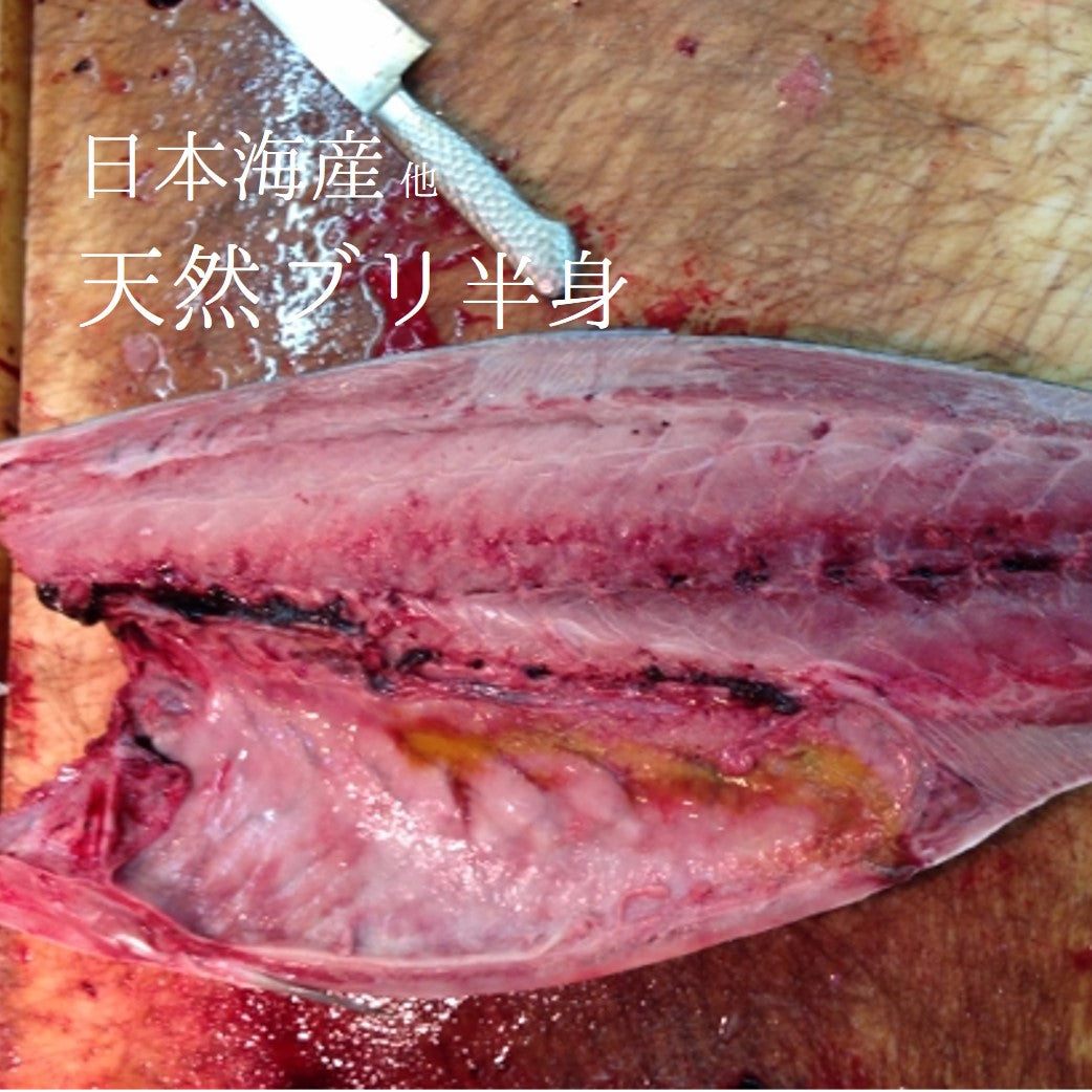 天然ブリ 日本海産他（北海道・佐渡・九州 他）半身 寒ブリ 3-4kg [豊洲直送] 鮮魚 刺身 【寒ブリ半身】 冷蔵 – 豊洲おかわり鮮魚店