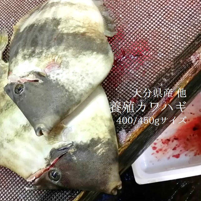 鮮魚通販［豊洲 Okawari 鮮魚店］活〆カワハギ 大分産 他 養殖 1尾約400-500g【カワハギ４００－５００ｇ】 冷蔵 – 豊洲おかわり鮮魚店