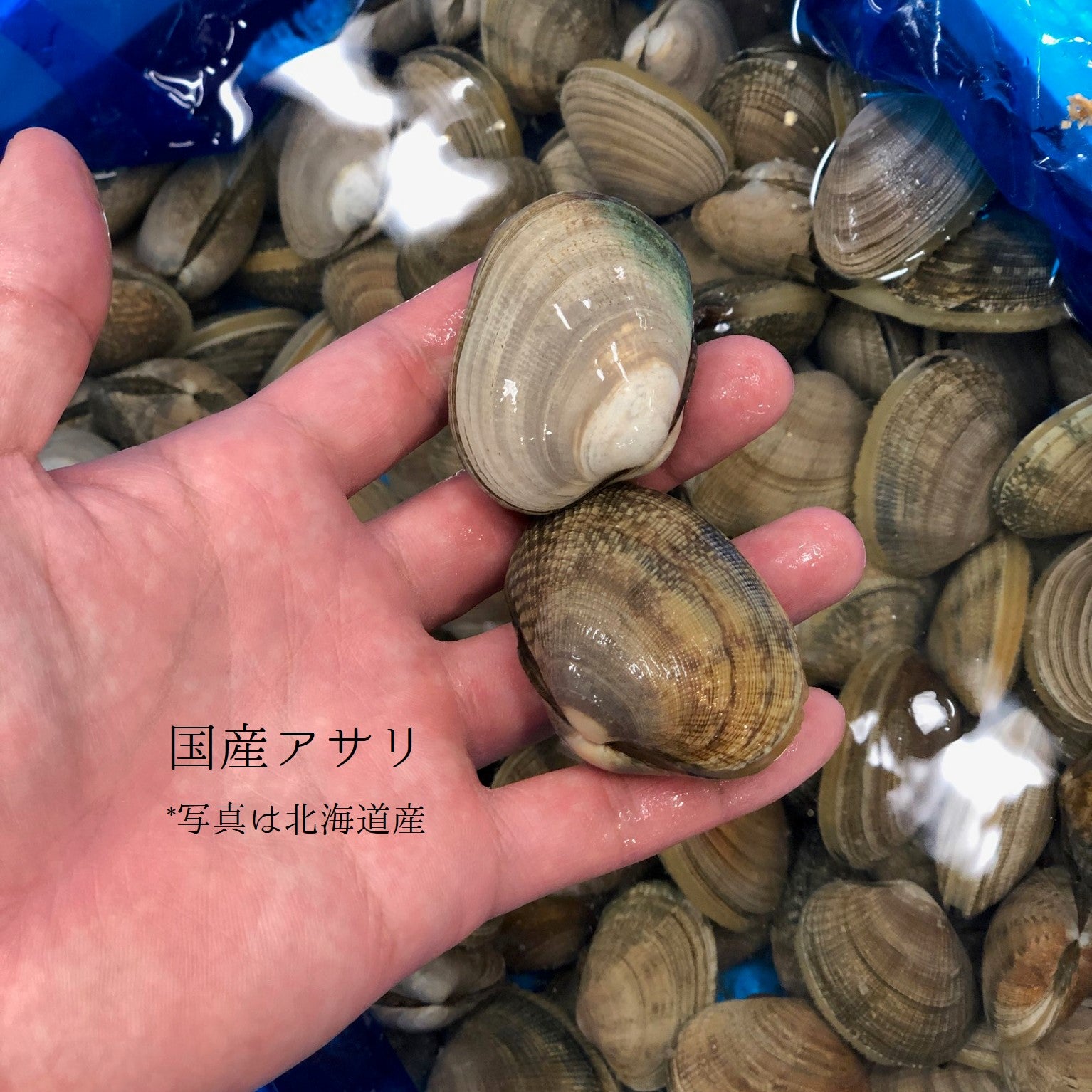 鮮魚通販［豊洲 Okawari 鮮魚店］特選 春の貝類セット（5種：ハマグリ