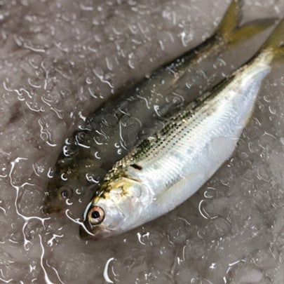 特選 小肌 こはだ 有明・天草・江戸前・大阪湾 他 約500g 鮮魚