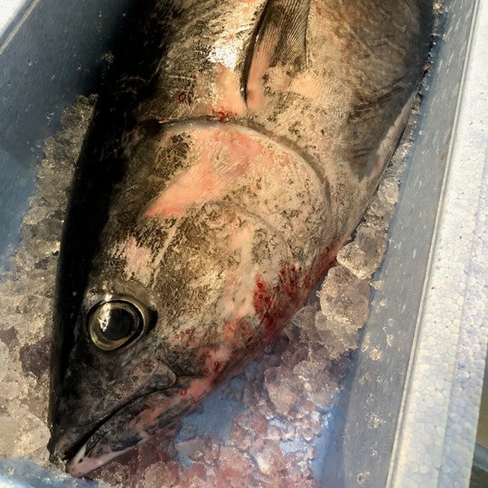 鮮魚通販［豊洲 Okawari 鮮魚店］特選 メジマグロ 四分一 富山県氷見産 他 （1尾10キロ以上の魚体）約1.5-2kg 【メジマグロ四分一】  – 豊洲おかわり鮮魚店