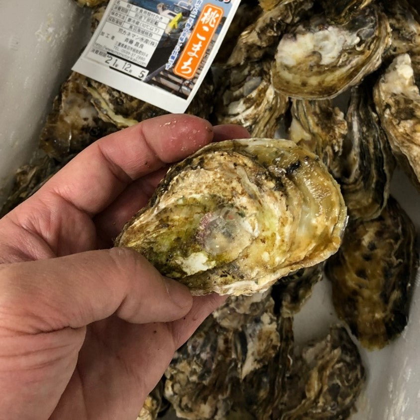 鮮魚通販［豊洲 Okawari 鮮魚店］殻付き牡蠣 桃こまち 三重県答志島産