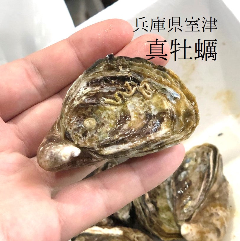 鮮魚通販［豊洲 Okawari 鮮魚店］真牡蠣 殻付き牡蠣 兵庫県 室津産 豊洲直送 10個入り 小サイズ(約60g/1個)生食用カキ  実入り良し！味良し！コスパ良し！【室津牡蠣60gx10個】 冷蔵 – 豊洲おかわり鮮魚店