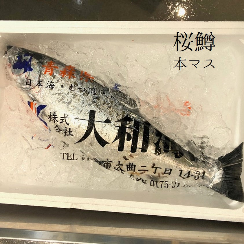 鮮魚通販［豊洲 Okawari 鮮魚店］サクラマス 桜鱒 本マス 1尾2-2.5kg 北海道・青森・岩手 等 豊洲直送【サクラマス２K】冷蔵 –  豊洲おかわり鮮魚店