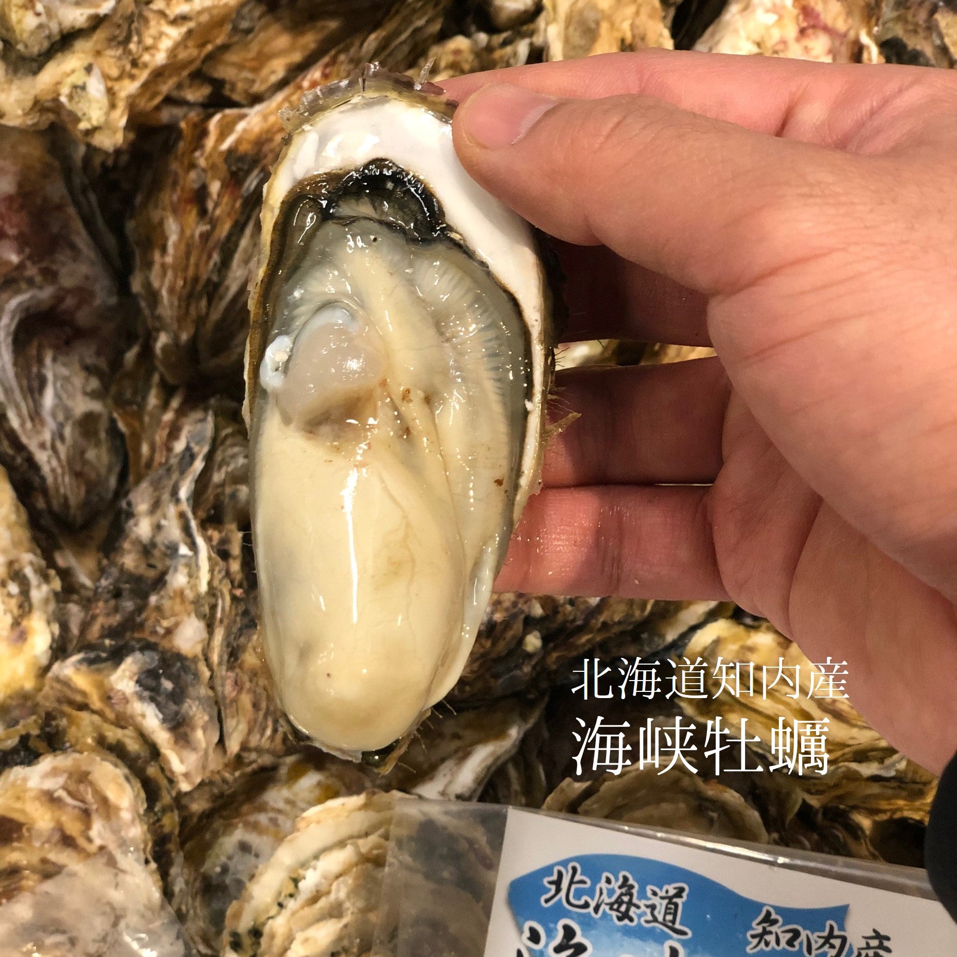 鮮魚通販［豊洲 Okawari 鮮魚店］殻付き牡蠣 生食用 北海道知内産 中/小サイズ 10個 北海道 真牡蠣 海峡牡蠣 豊洲直送【知内牡蠣ｘ１０個】  冷蔵 – 豊洲おかわり鮮魚店