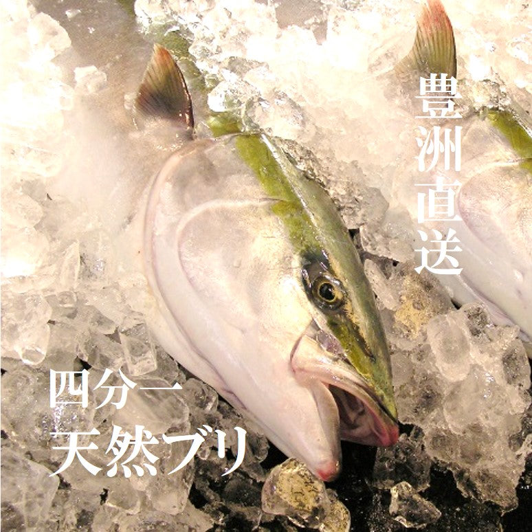 北海道産活〆天然生ぶり（鰤）2尾（7ｋｇ前後）〔Ｂ〕☆