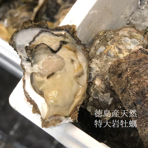 特大岩牡蠣 天然 徳島産 1個約300-500g 計4個【徳島産特大岩牡蠣x4個】冷蔵 豊洲直送