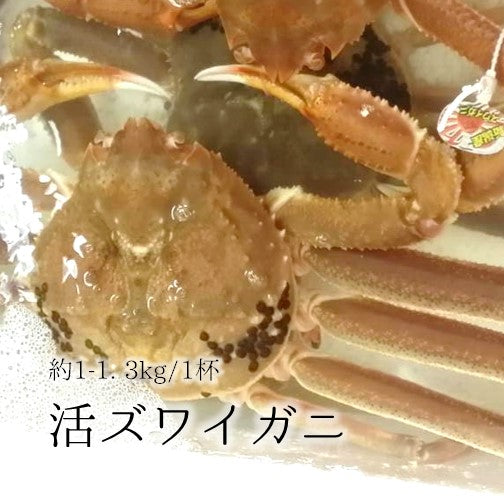 鮮魚通販［豊洲 Okawari 鮮魚店］活 特大ズワイガニ 約1.0-1.3kg1杯